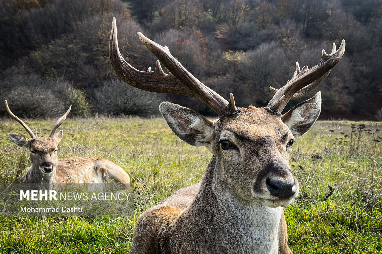 جنگل فندقلو