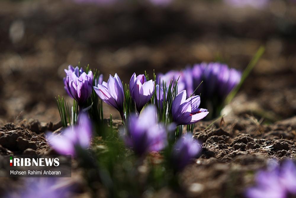 تصاویر | برداشت طلای سرخ در مزارع 2