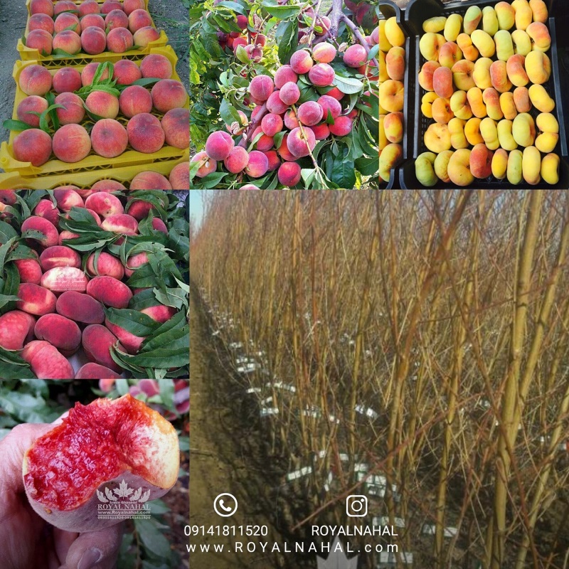 با کاشت شیرین ترین میوه تابستان باغ تجاری احداث کنید