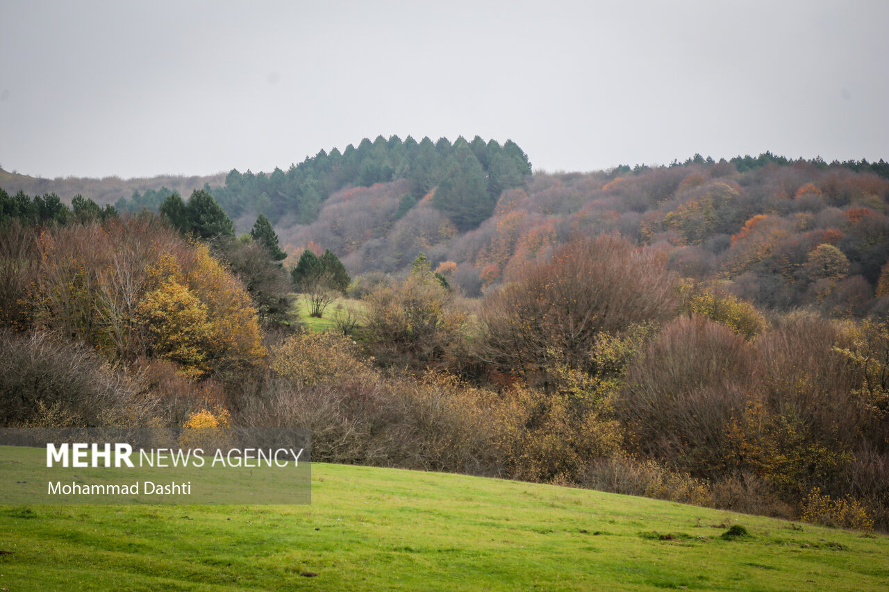 جنگل فندقلو