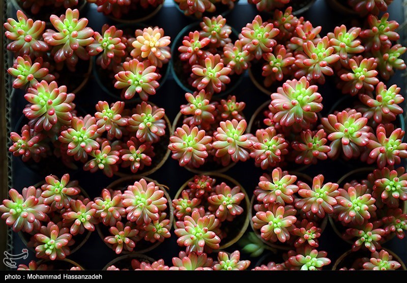 نمایشگاه گل و گیاه