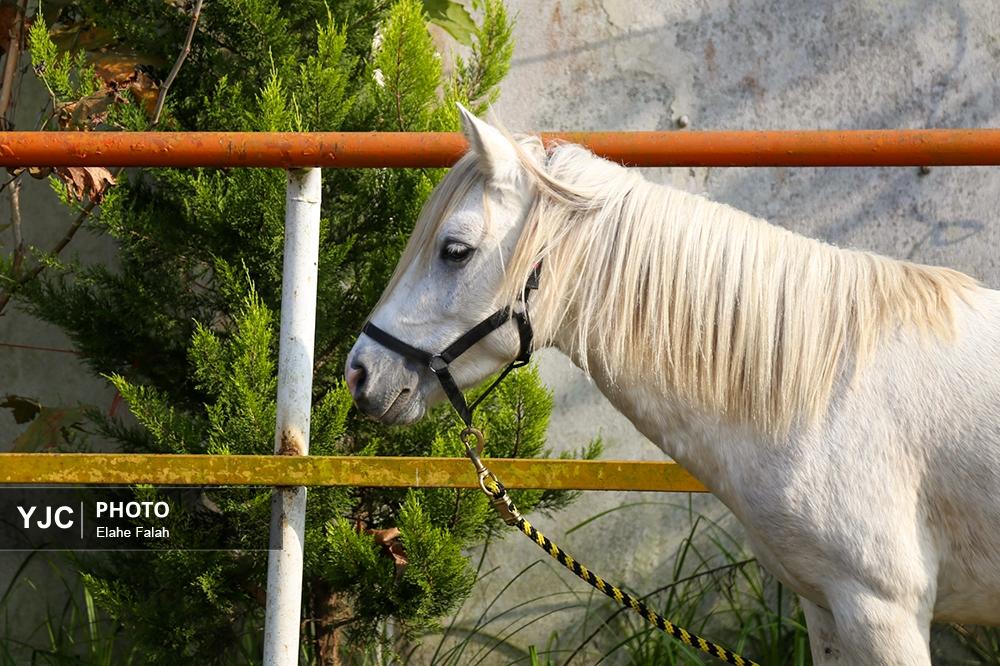 اسب نژاد کاسپین