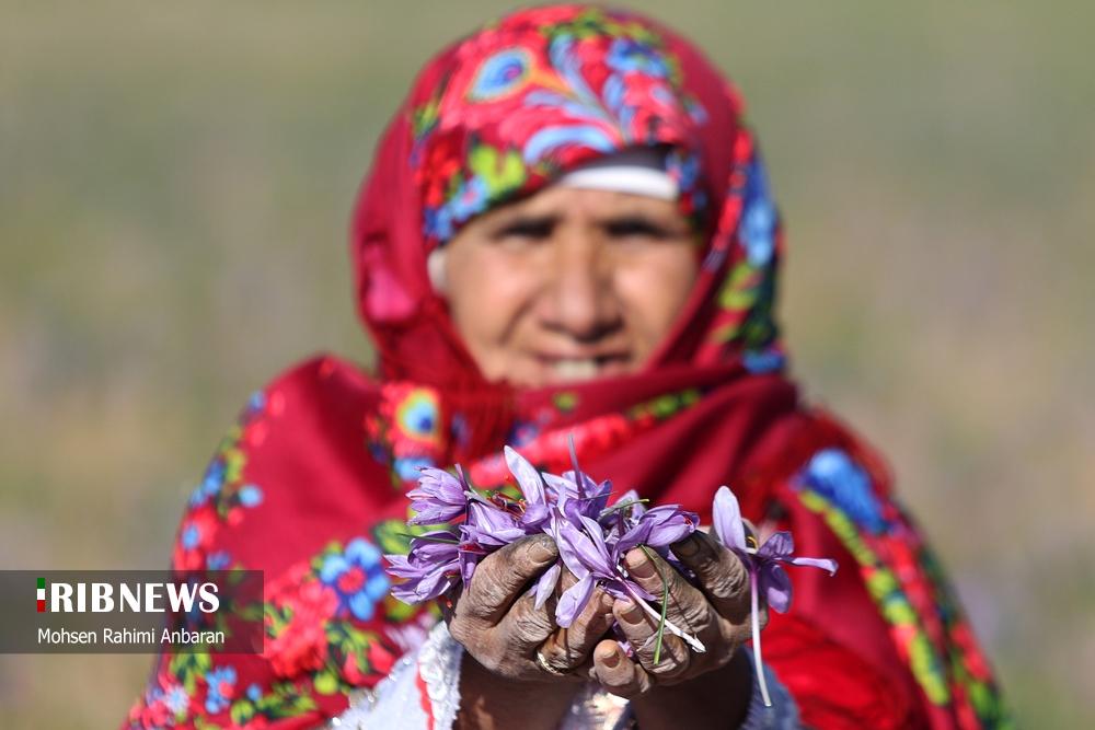 تصاویر | برداشت طلای سرخ در مزارع 11