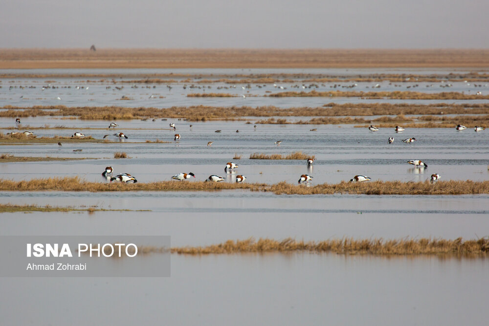 سرشماری پرندگان