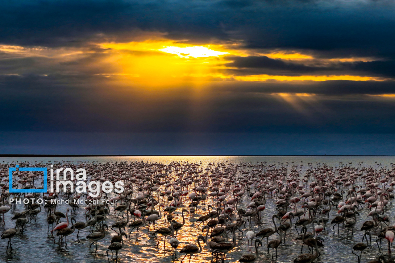 پرندگان مهاجر