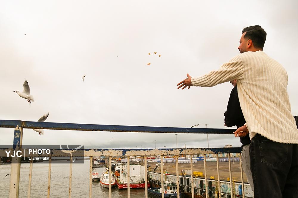 کاکایی های بندرانزلی