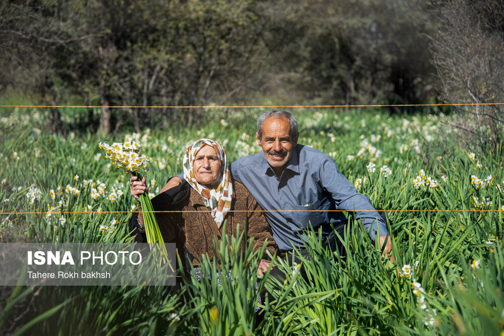 جشنواره گل نرگس