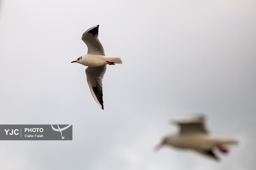 کاکایی های بندرانزلی