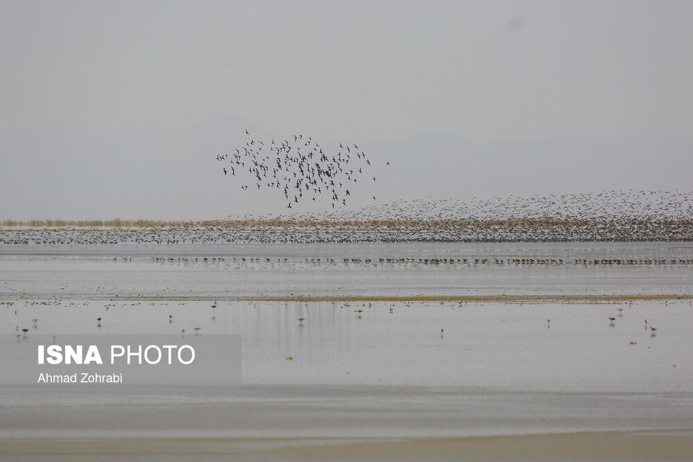 سرشماری پرندگان