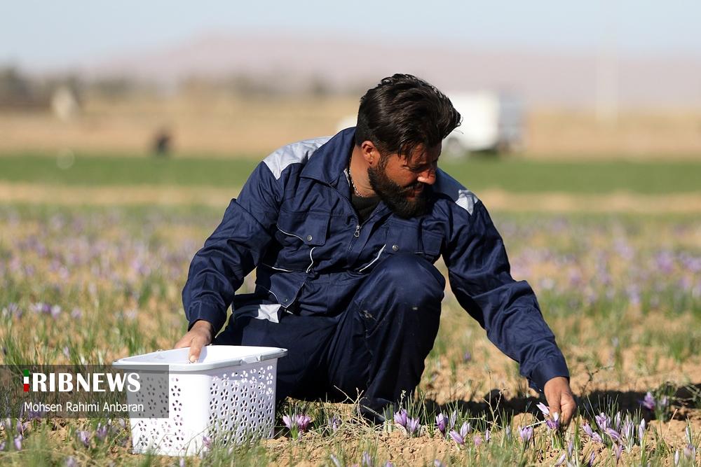 تصاویر | برداشت طلای سرخ در مزارع 6