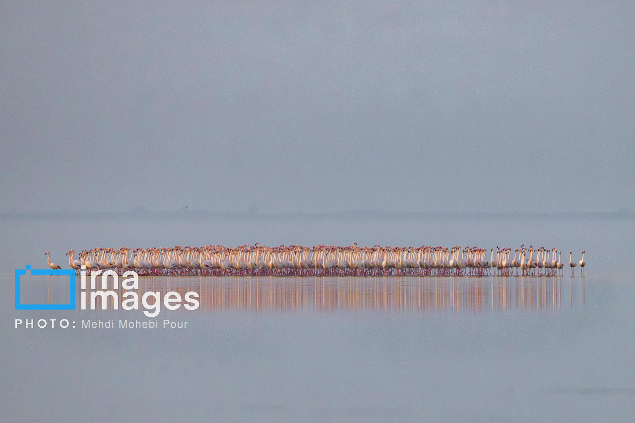 پرندگان مهاجر