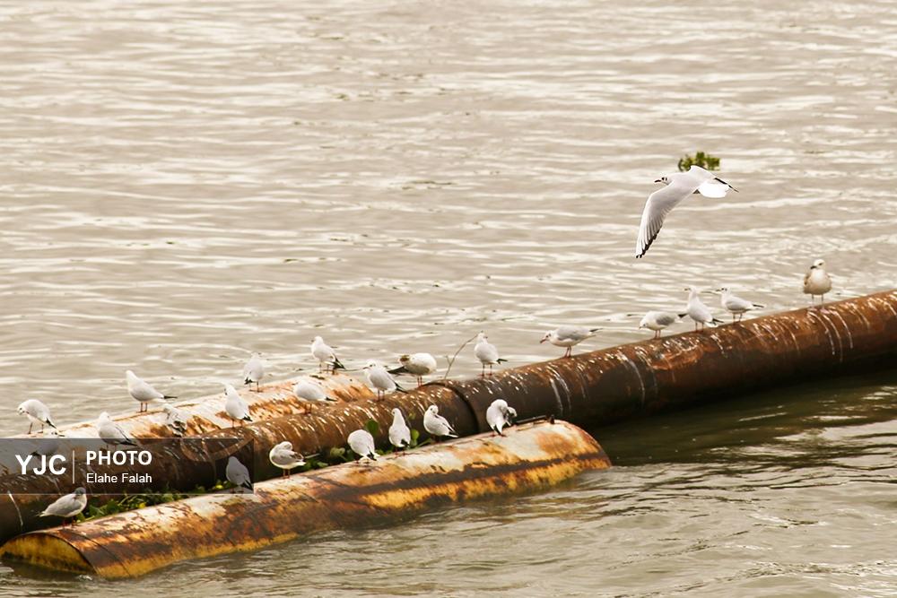 کاکایی های بندرانزلی