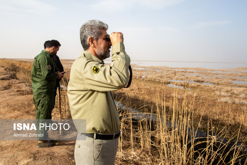 سرشماری پرندگان