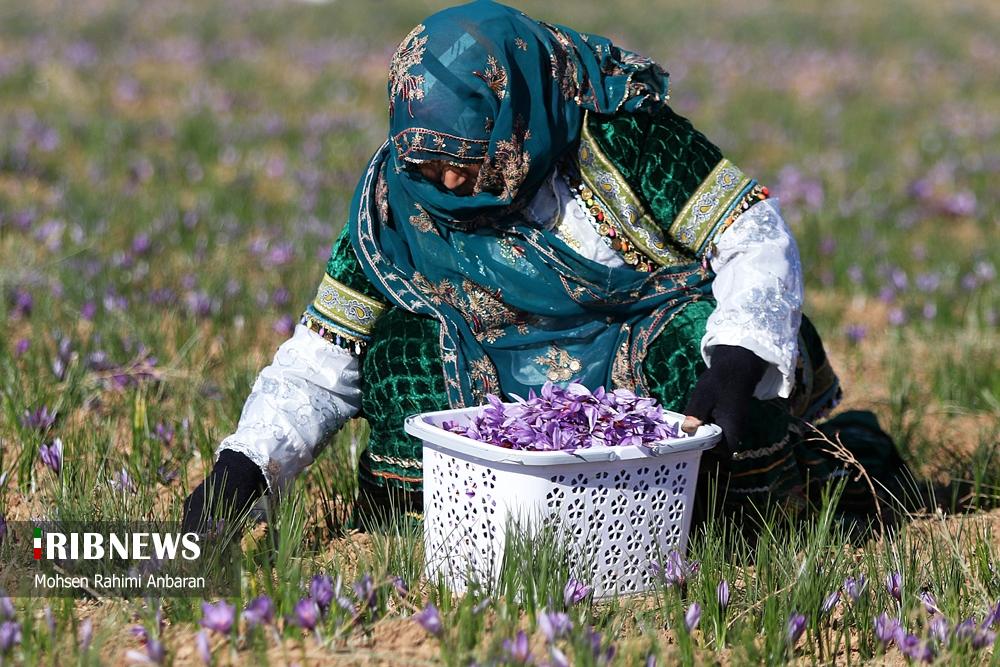 تصاویر | برداشت طلای سرخ در مزارع 10