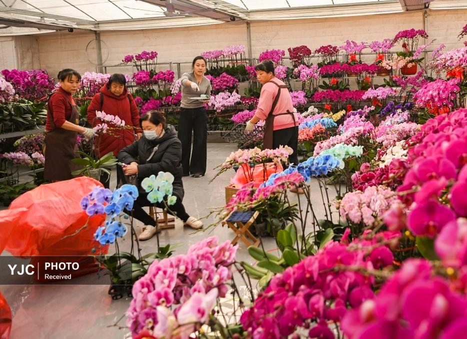 سال نوی قمری چینی