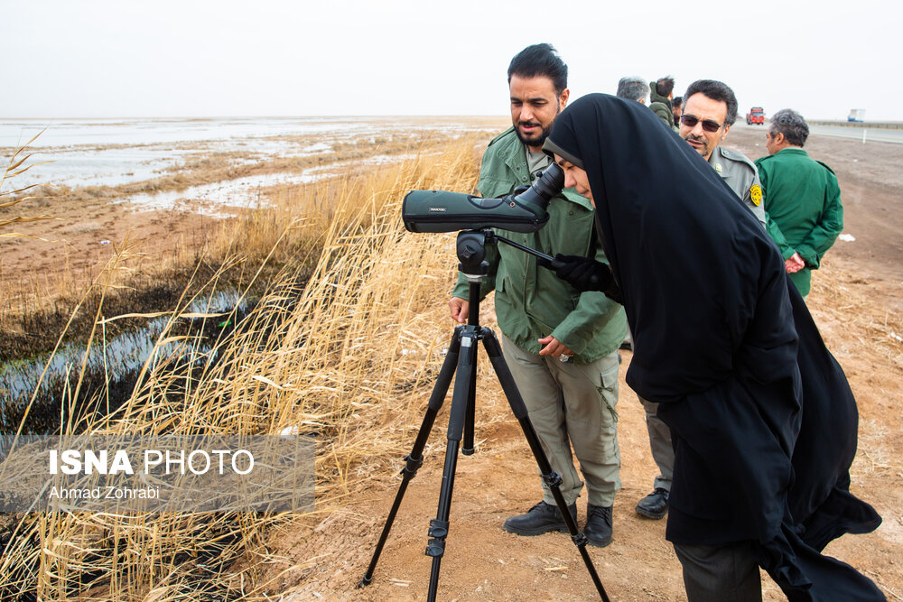 سرشماری پرندگان