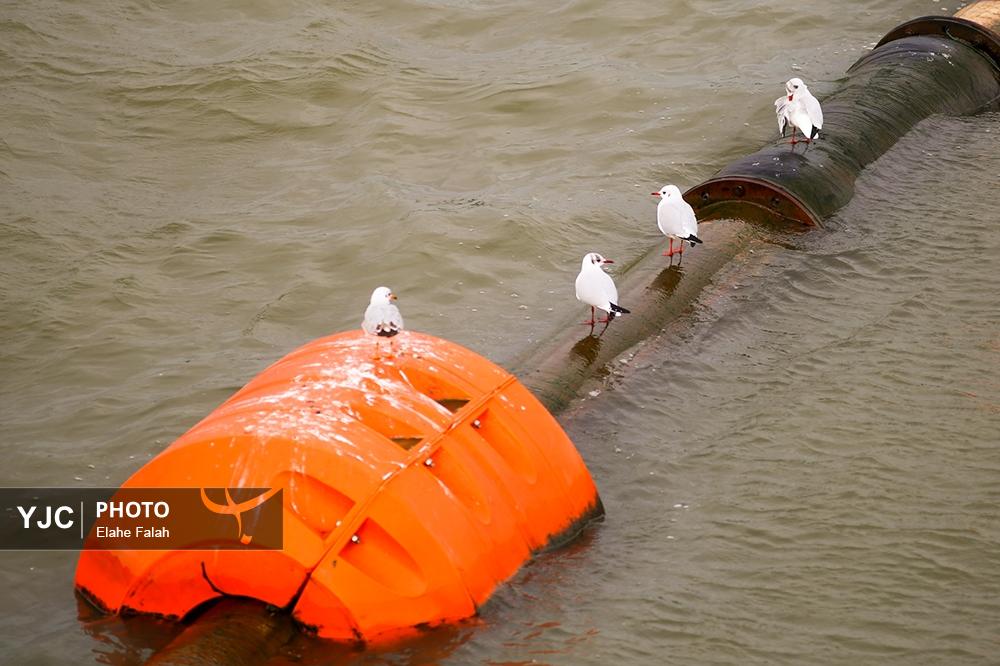 کاکایی های بندرانزلی