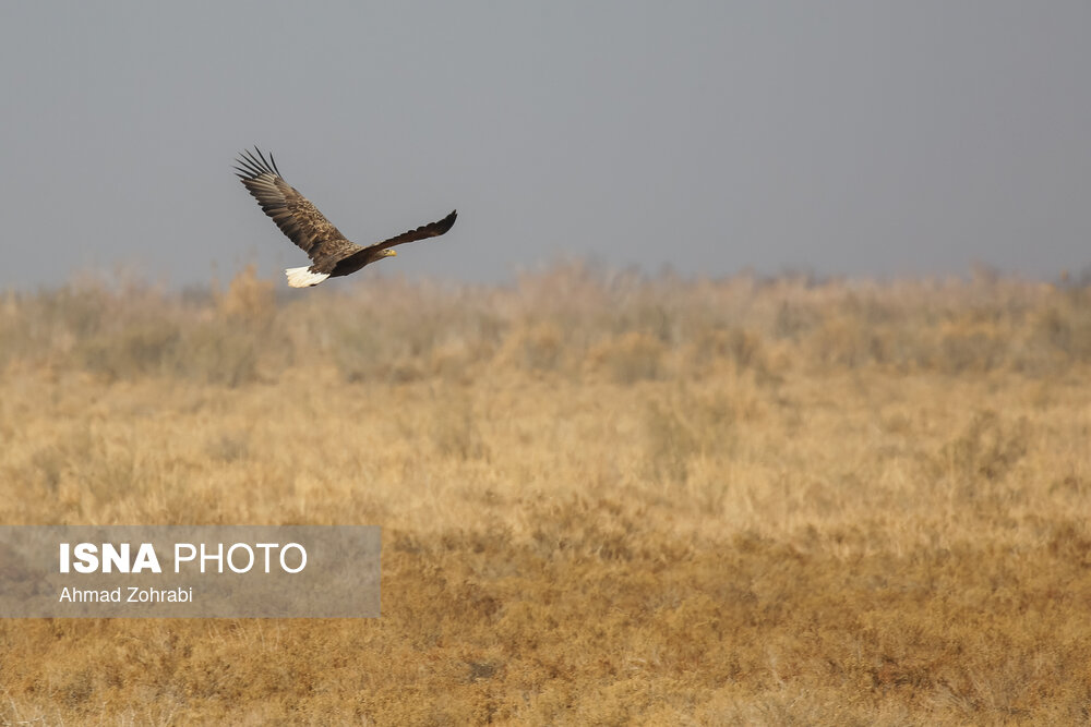 سرشماری پرندگان