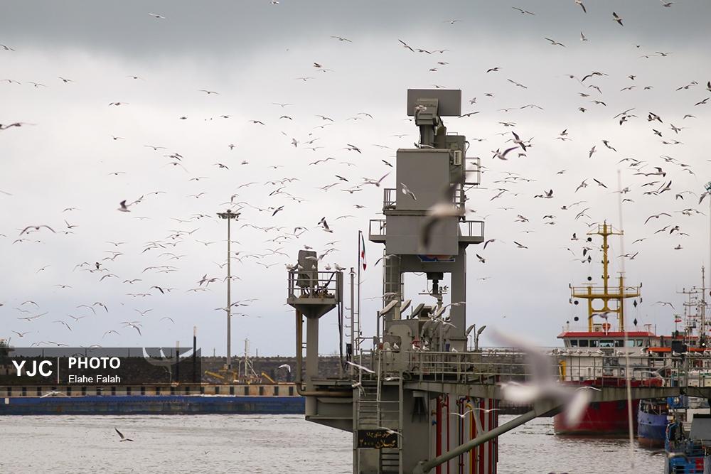 کاکایی های بندرانزلی