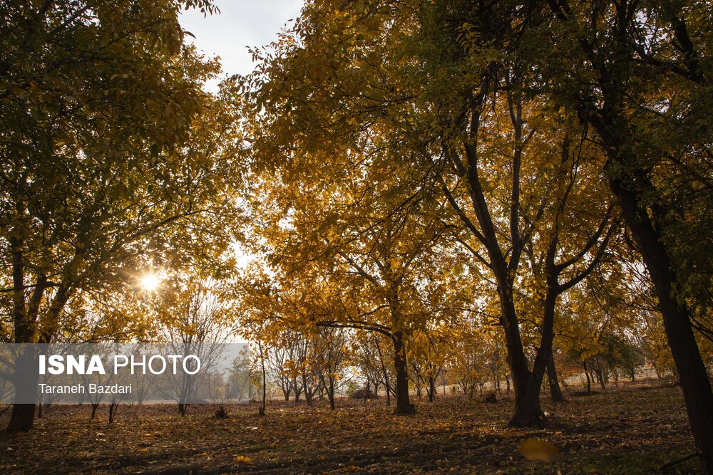 پاییز