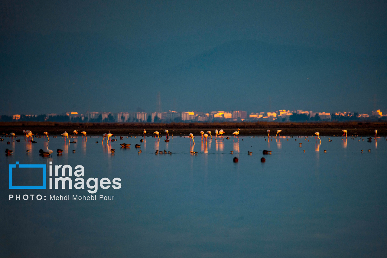 پرندگان مهاجر