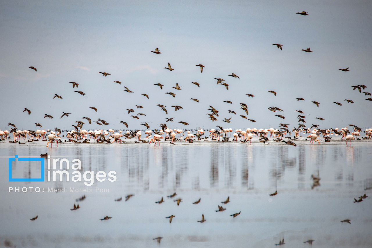 پرندگان مهاجر