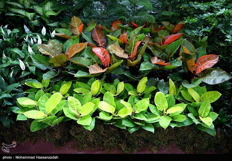 نمایشگاه گل و گیاه