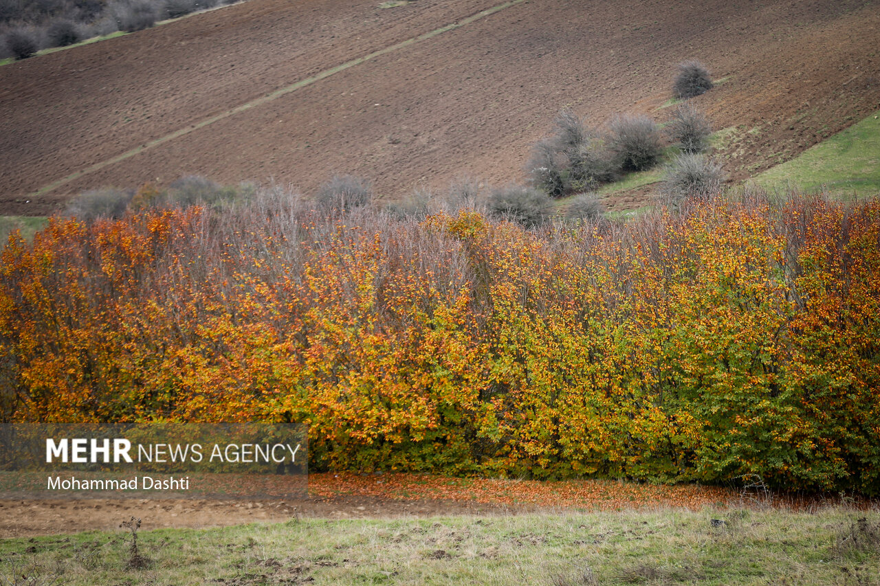 جنگل فندقلو