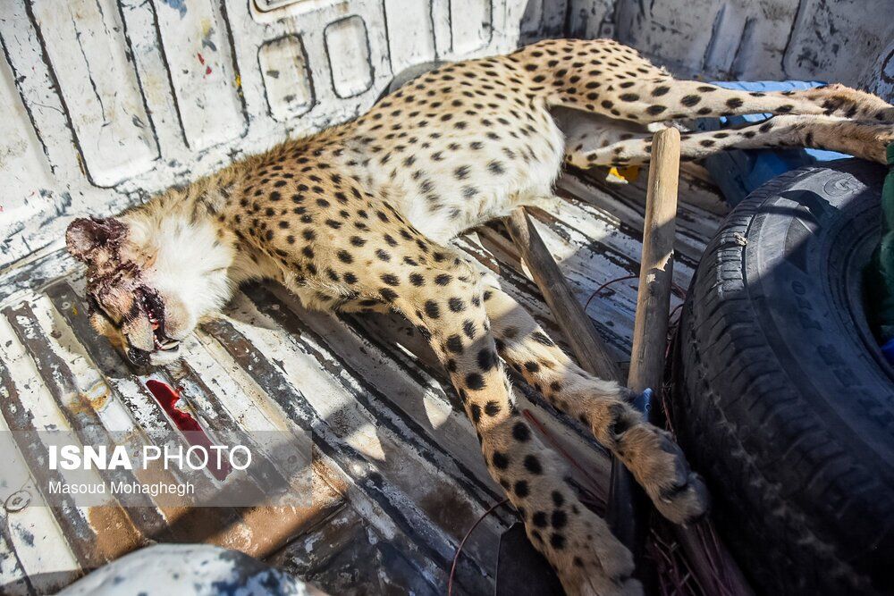 تصاویر: تلف شدن دوباره یوزپلنگ ایرانی در محور میامی _ سبزوار