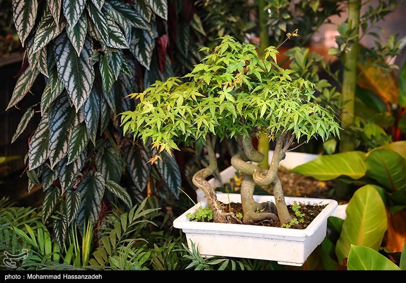 نمایشگاه گل و گیاه