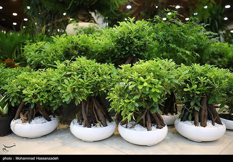 نمایشگاه گل و گیاه