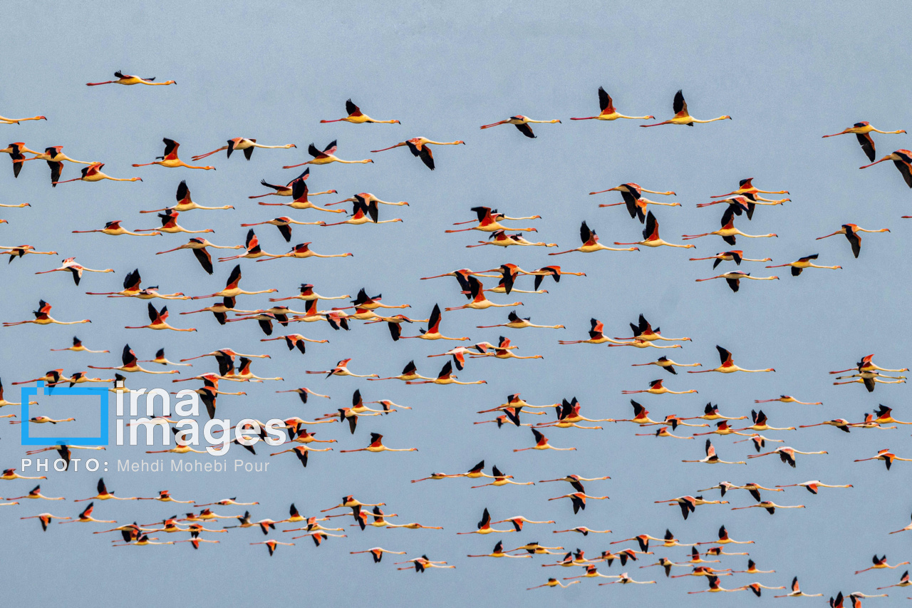 پرندگان مهاجر