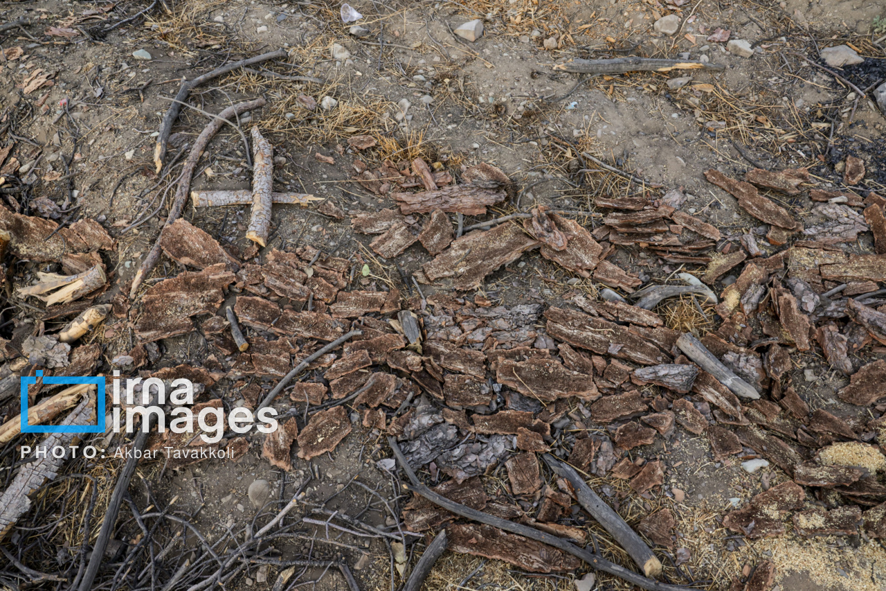 قطع درختان چیتگر