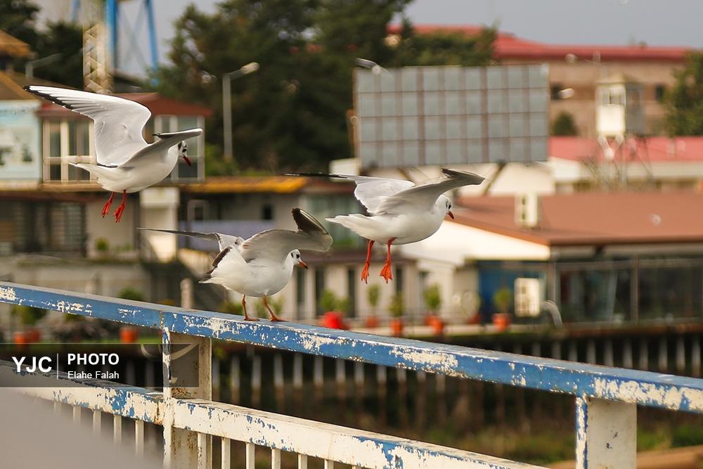 کاکایی های بندرانزلی