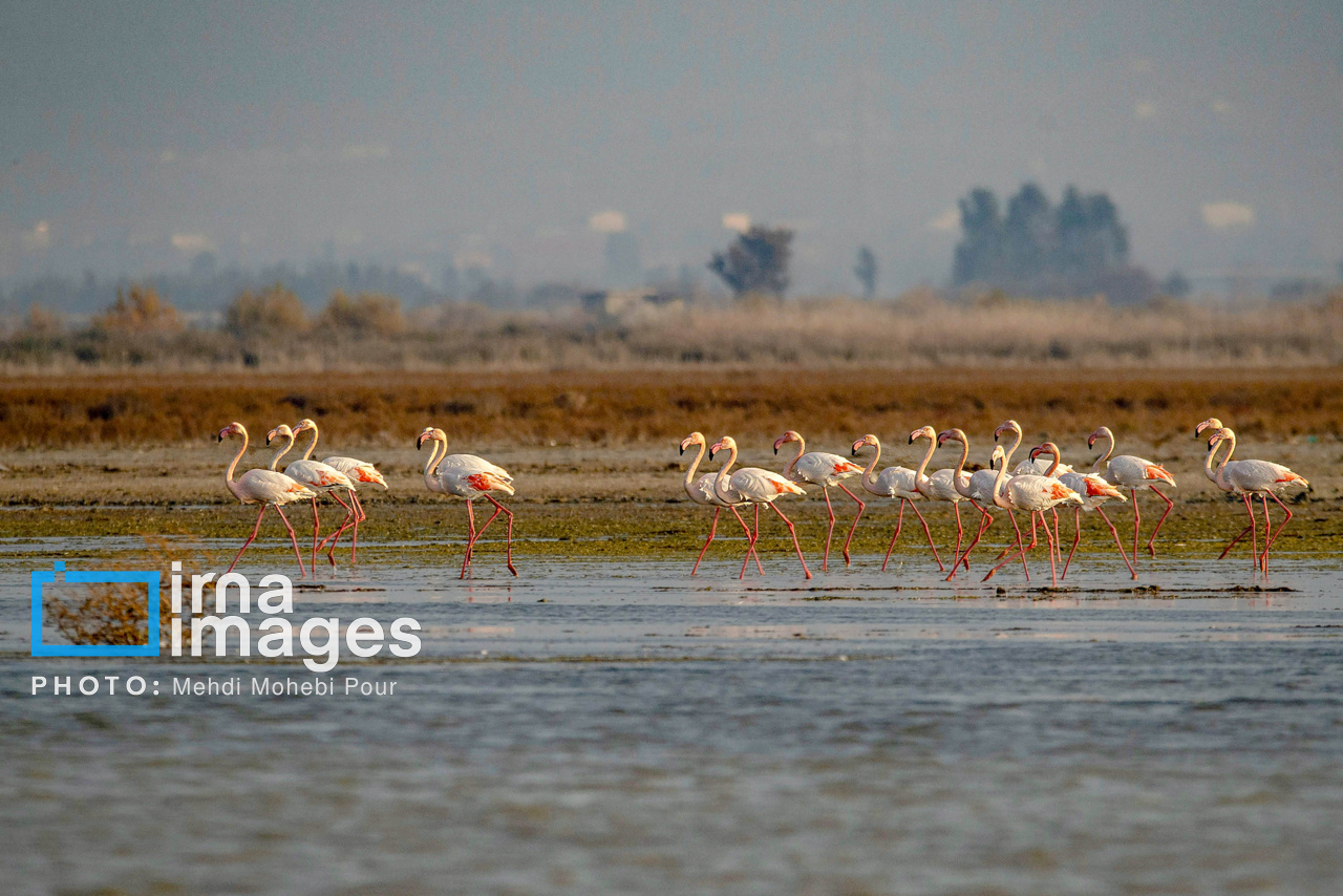 پرندگان مهاجر