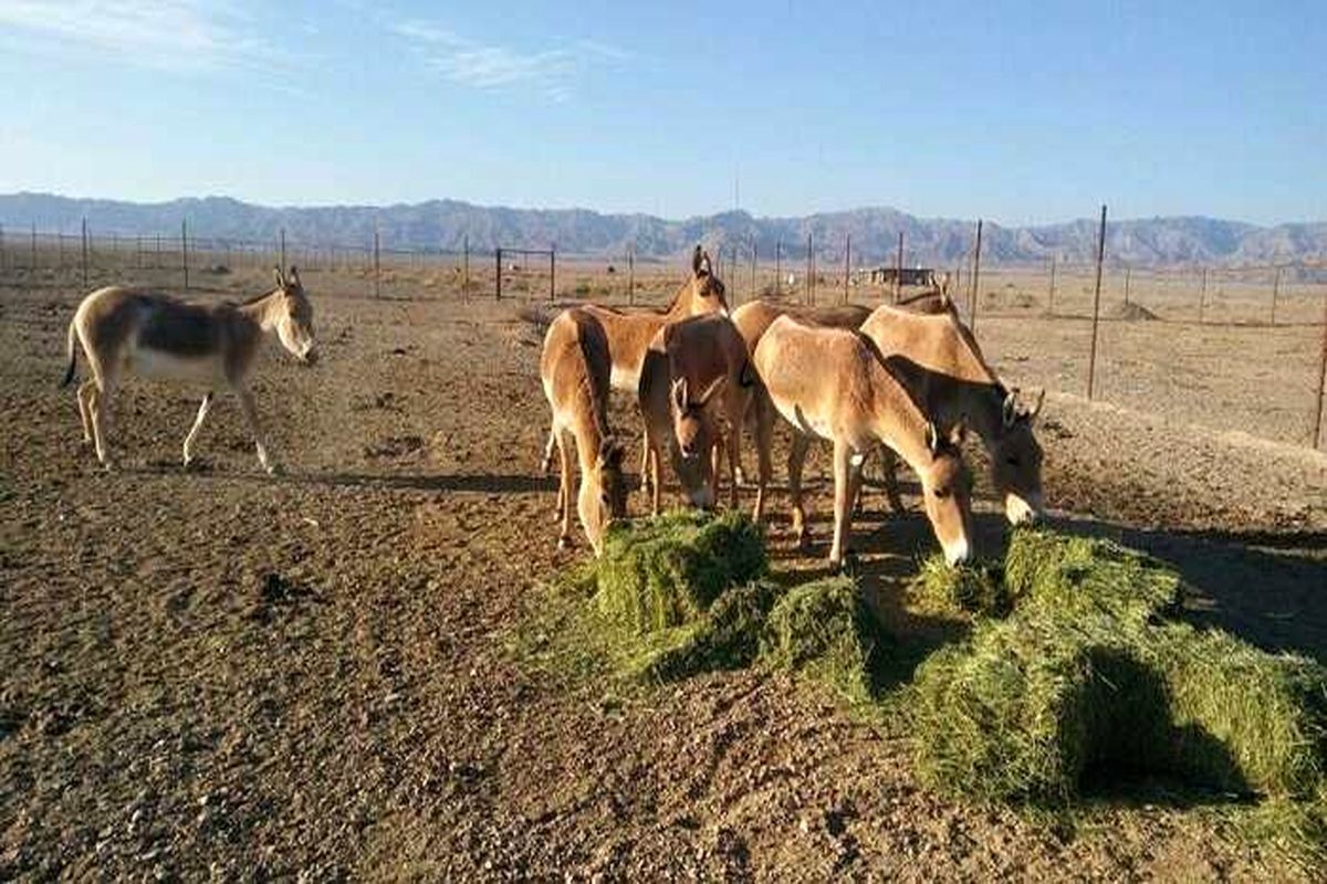 پارک ملی توران