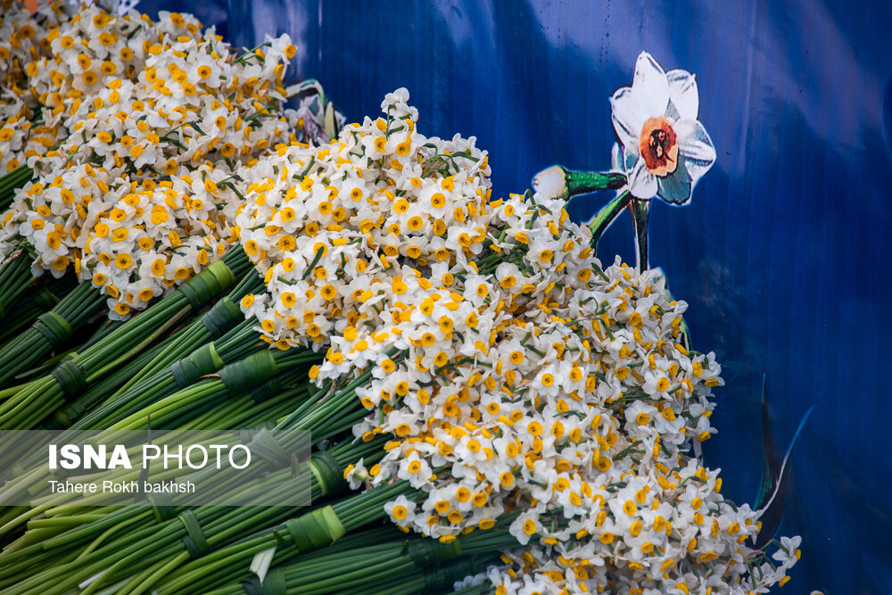 جشنواره گل نرگس