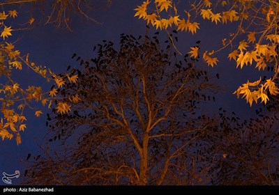 کلاغ ها در خرم آباد