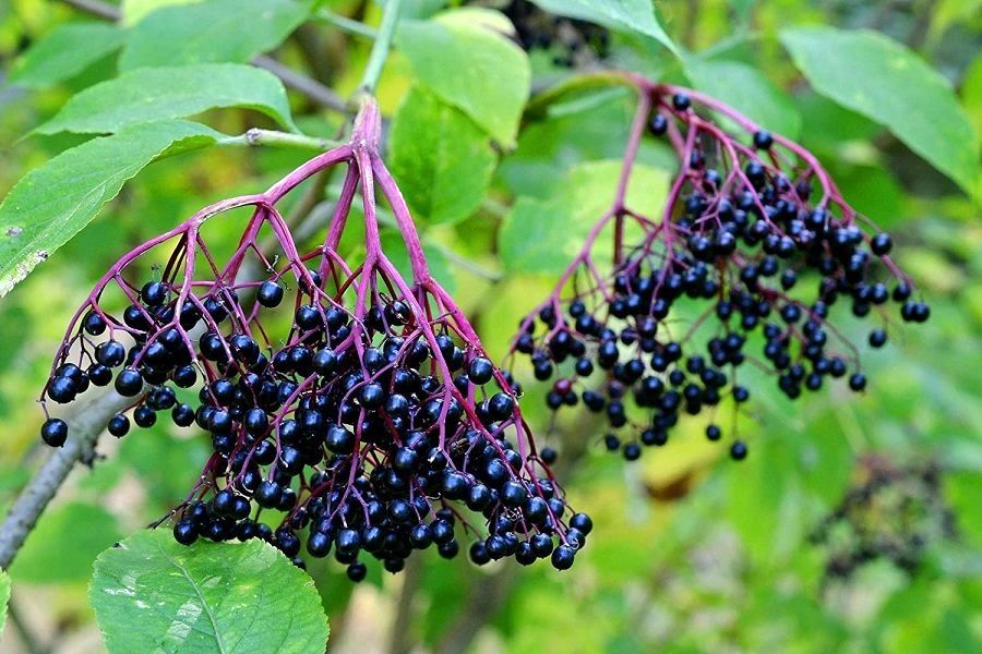 7 گیاه معجزهآسا برای درمان سرماخوردگی و آنفولانزا
