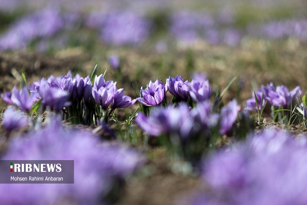 تصاویر | برداشت طلای سرخ در مزارع 3