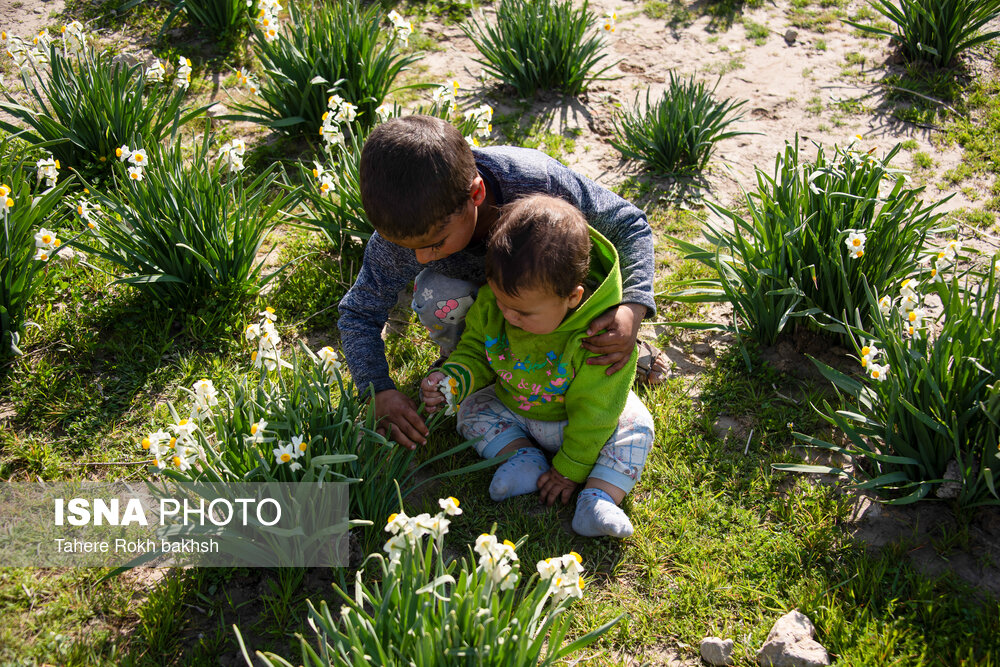 جشنواره گل نرگس