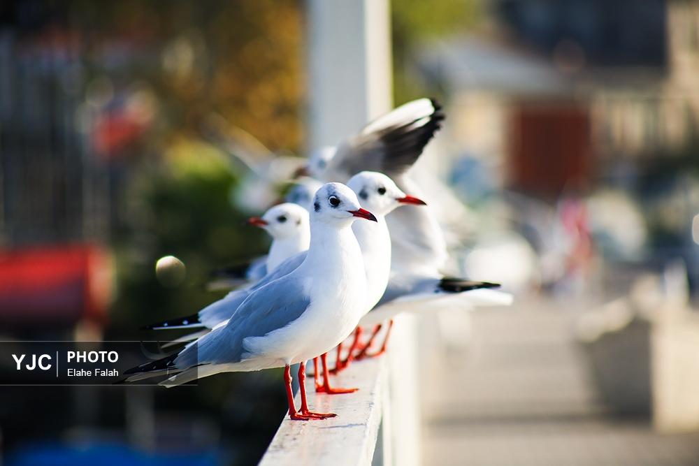 کاکایی های بندرانزلی