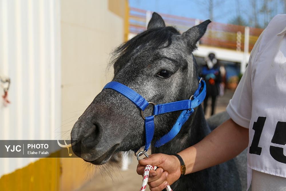 اسب نژاد کاسپین