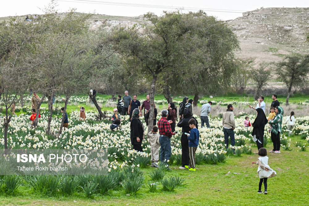 جشنواره گل نرگس