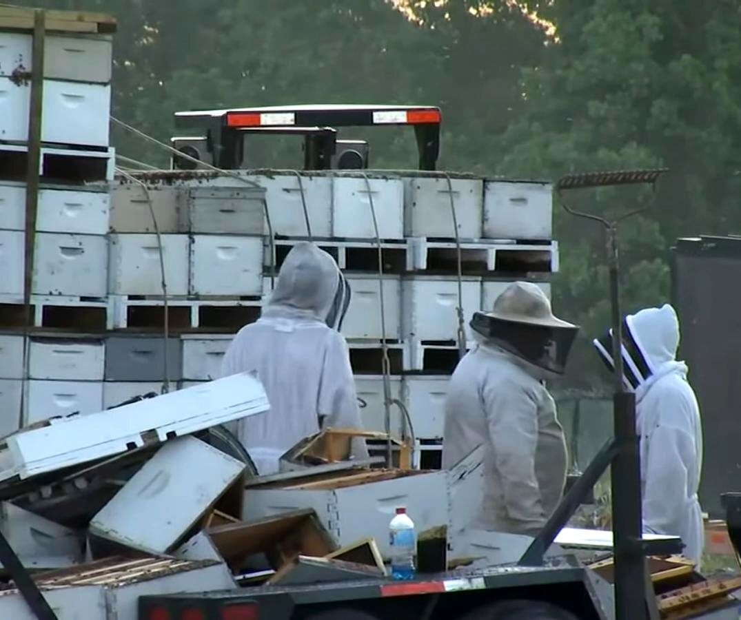 رها شدن یک میلیون زنبور در یک بزرگراه