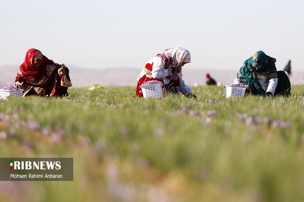 تصاویر | برداشت طلای سرخ در مزارع 8