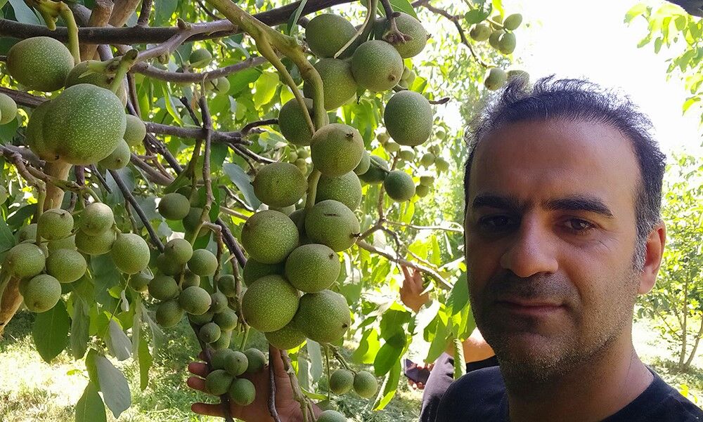 معرفی و فروش 3 نهال گردویی که 300 کیلو در سال باردهی دارند!