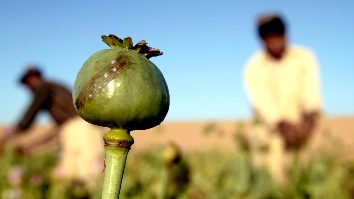 نقطه پایان بر مقوله «کشت خشخاش» | اختراعی: با مرفین هم می توان شربت تریاک درست کرد | کشفیات پلیس از تریاک و هرویین در اختیار شرکت‌های دارویی قرار می‌گیرد