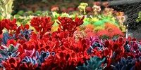 برای خرید یک سبد گل چقدر هزینه کنیم؟