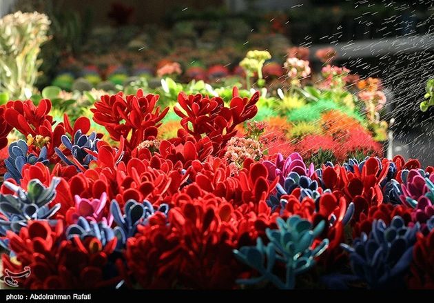 نمایشگاه گل همدان